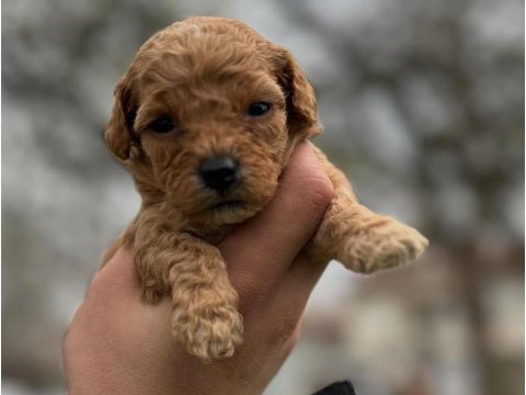 Toy poodle yavrular