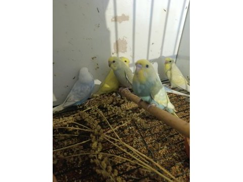 12 adet muhabbet kuşu yavrusu