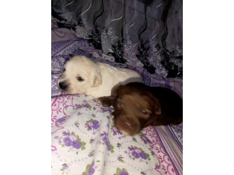 Terrier maltese yavrularımız a kaliteli