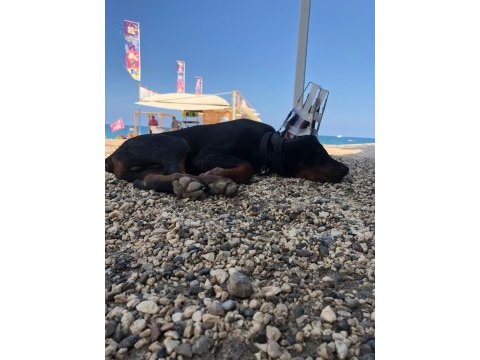 A clas fcı kıf şecereli doberman son yavru