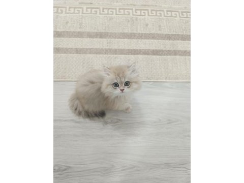Safkan british longhair şecereli