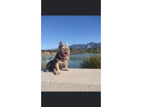 5 aylık micro dişi blue fawn french bulldog