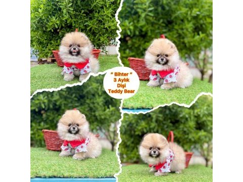 Pamuk şekeri pomeranian boo