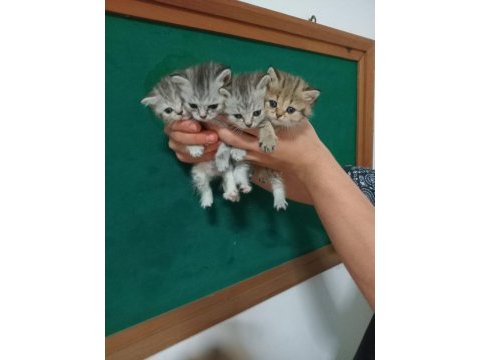 British shorthair 40 günlük yavrular