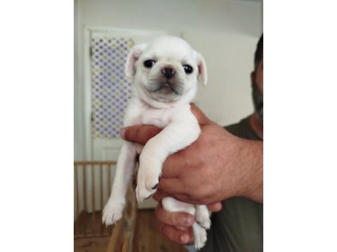 Beyaz pug bebekler yuvalarını arıyorlar