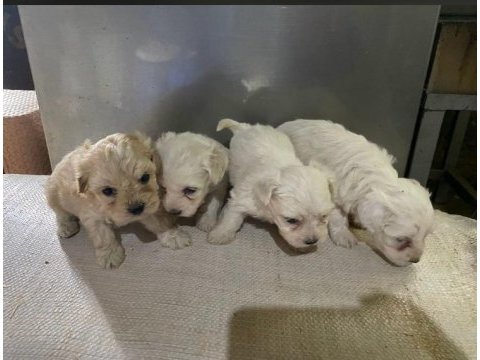 Safkan dünya tatlısı maltipoo yavrular