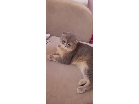 Sahiplendirme scottish fold