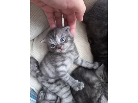 Scottish fold silver yavrularımız
