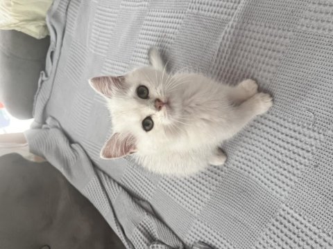 British shorthair yavru