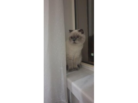 Scottish fold
