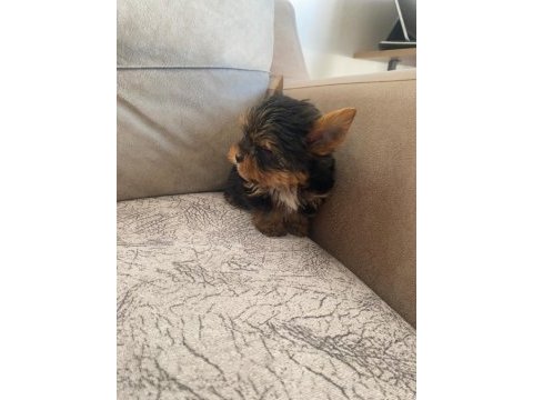 Safkan yorkshire terrier bebek köpekler