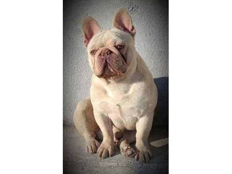 En güzeli için ulaşın mükemmel french bulldog bebekler