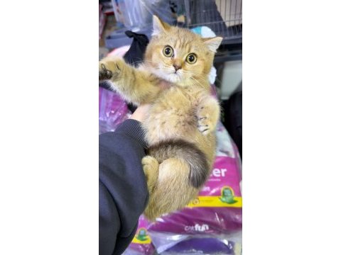 British shorthair golden dişi kızlar