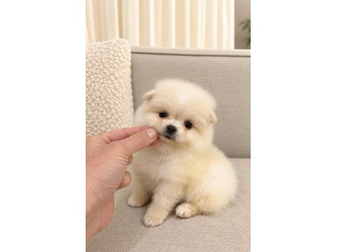 Pomeranian boo mini boy erkek