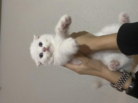 3 erkek yavru british shorthair bursa