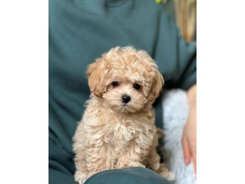 Ruhsatlı işletmeden garantili mini bebek yüzlü maltipoo