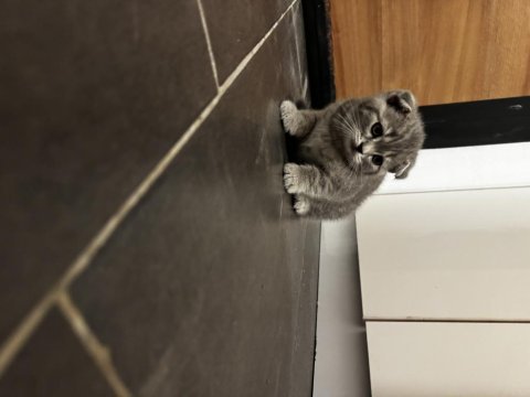 Tatlı scottish fold bebekler