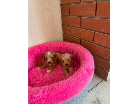Maltipoo mini boy