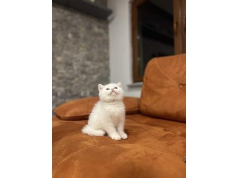 Brıtısh shorthair sevimli yavrularım 
