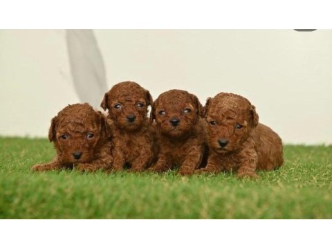 Toy poodle bebekleri