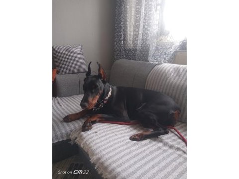 1 buçuk yaşında dişi doberman şecereli