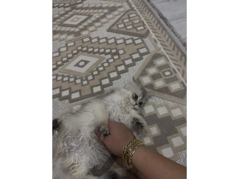British longhair ay12 blue golden