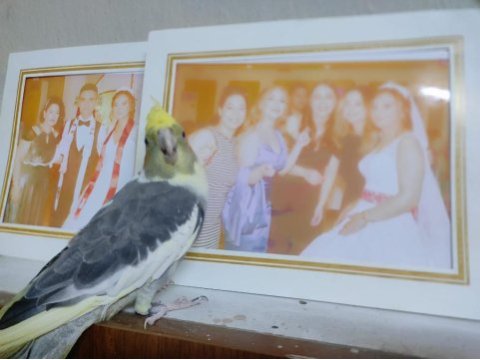 Sultan papağanı yavru