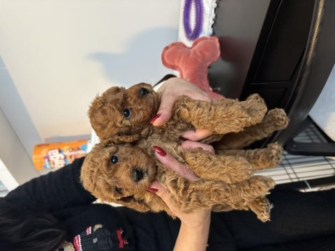 Muhteşem toy poodle yavrular
