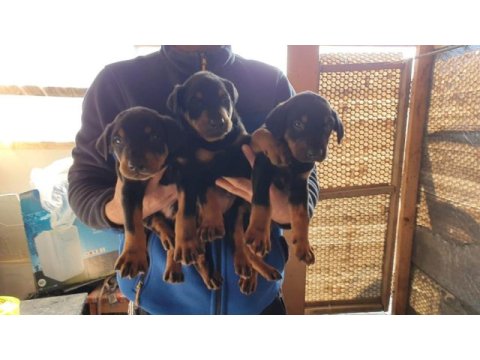 King doberman köpekler