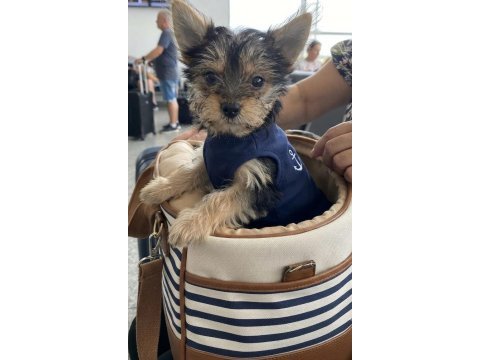 Çok uyguna yorkshire terrier