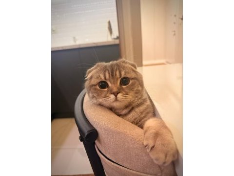 Kedimize yuva arıyorum