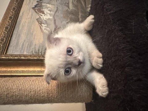 Sahibinden scottish fold kedimiz