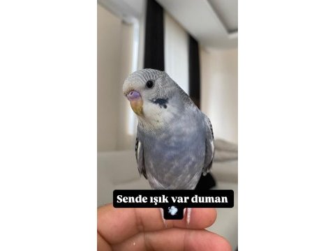 Evcil 2 aylık erkek muhabbet kuşu