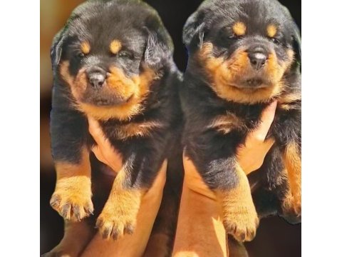 Rottweiler yavru