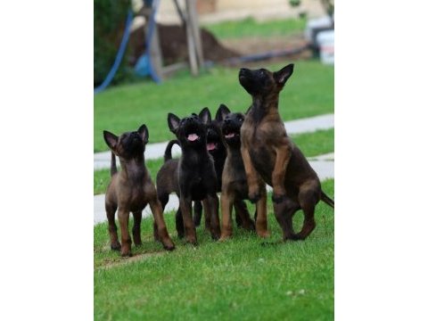 Belçika malinois yavruları 
