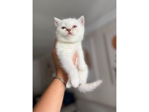 Pamuk prenses safkan british shorthair