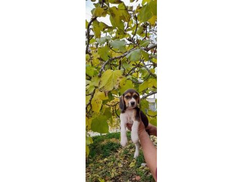 Neden mi beagle açıklamayı okuyun lütfen