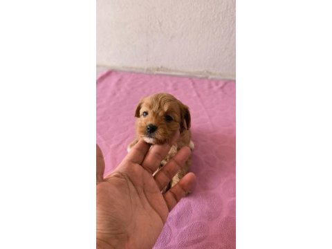 Maltipoo bebek köpeklerimiz