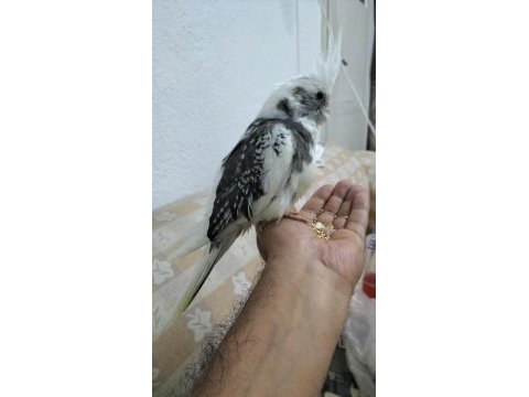 55 günlük sultan papağanı yavrusu