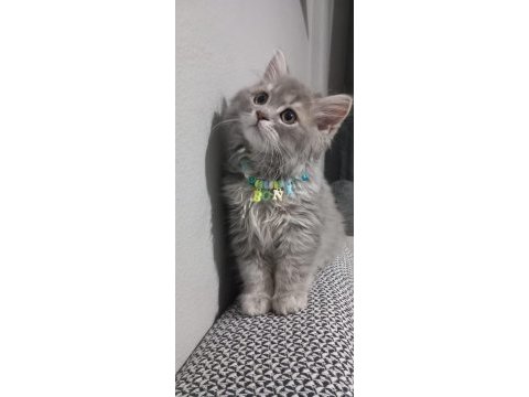 Aşırı oyuncu sevecen british longhair