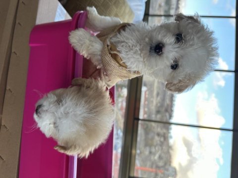 Kıvır kıvır maltipoo bebekler