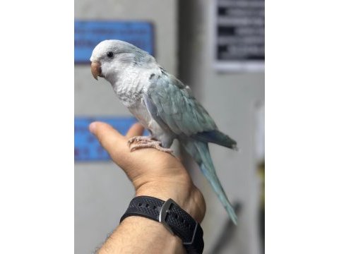 Evcil konuşan mutasyon konur papağanımız
