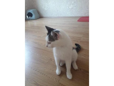 Lütfen beni sahiplenin sahibimin alerjisi çıktı