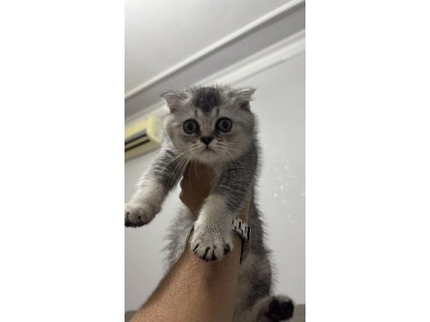 75 günlük scottish fold oğlumuz yeni yuvasını arıyor