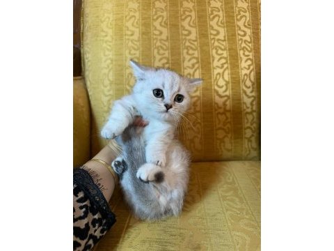 Munckin özel yavru