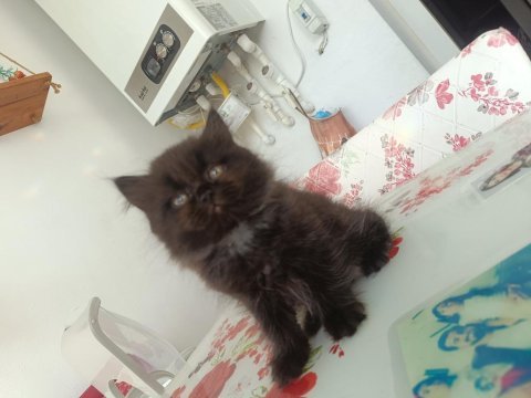 Uzun tüylü british longhair