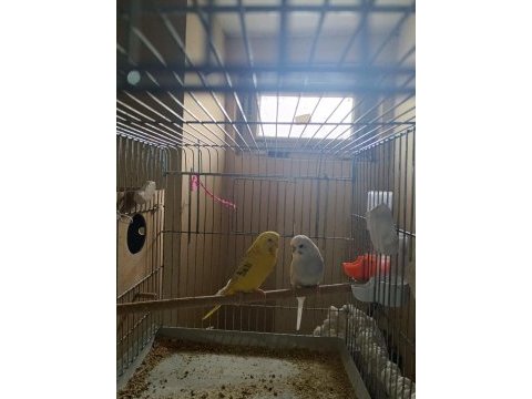 9 aylık erkek tek, bir çift eş muhabbet kuşu