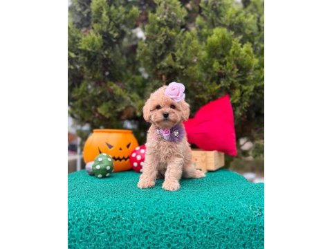Güzel yüzlü bol tüylü antialerjik maltipoo bebekler 