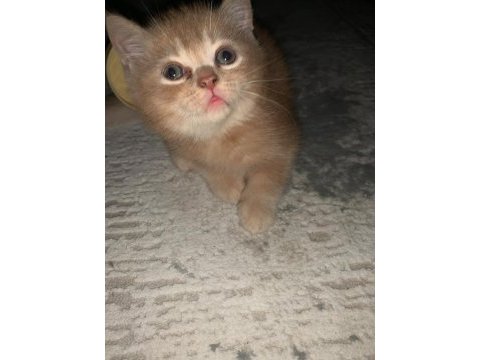 Evdeki kedi fazlalığından acil sahiplendirme