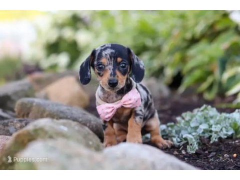 Mini dachshund blue merle aşılı bebeğimiz garantili